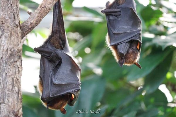 ابداع درمان های جدید کووید-۱۹ با الهام از خفاش ها!