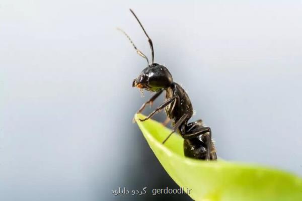 مورچه ها جایگزین آفت کش ها می شوند