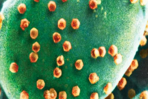 کشف نخستین موجود ویروس خوار جهان