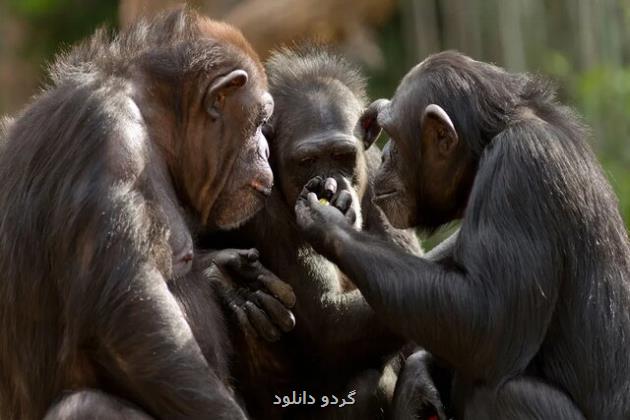 انسان ها قادر به درک حرکات شامپانزه ها هستند