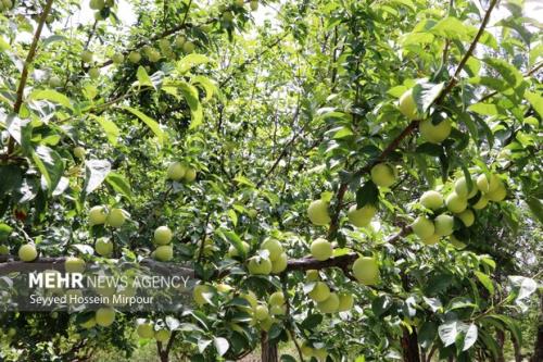 افتتاح نخستین فن بازار ازدیاد درختان میوه در دانشگاه آزاداسلامی