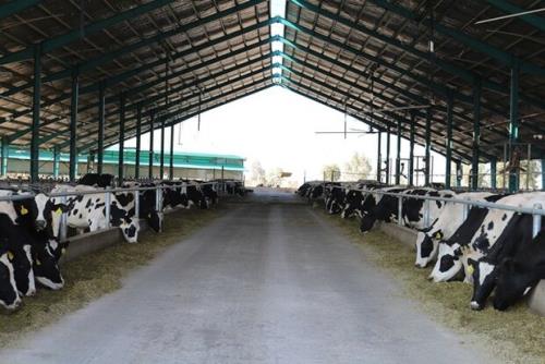 پرورش گاوهایی که 20 برابر بیشتر شیر تولید می کنند